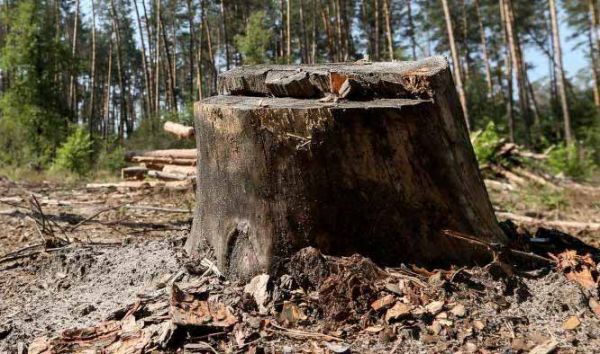 В лесополосе возле Старой Богдановки спилили дубы