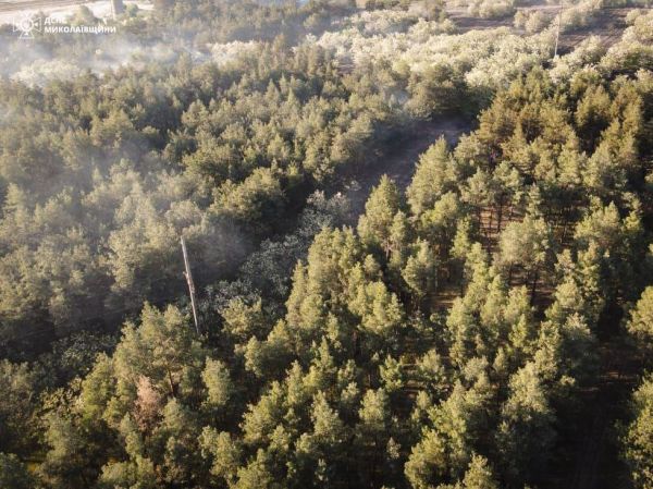 Масштабный пожар леса под Николаевом потушили, устанавливают причину