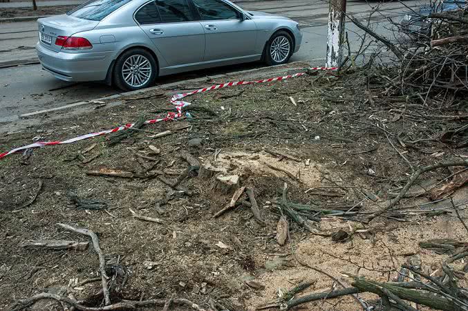 В центре Николаева происходит незаконная вырубка деревьев