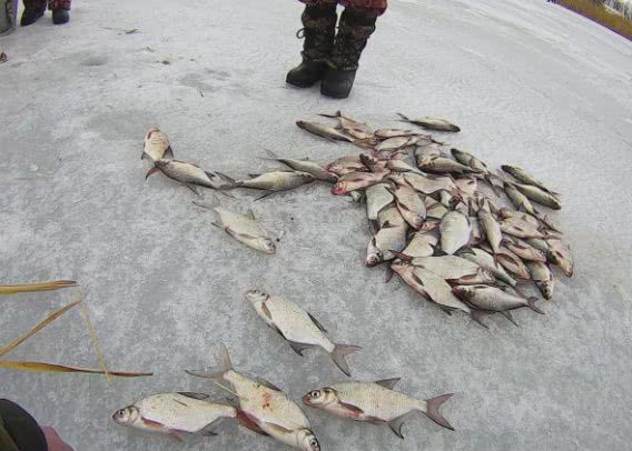 В январе браконьеры наловили в Николаевской области рыбы на 46 тысяч гривен