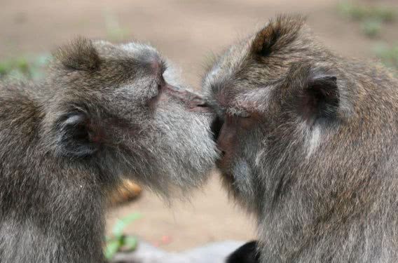 В День Святого Валентина в Николаевский зоопарк можно попасть за... страстный поцелуй!