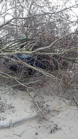 В Николаеве еще на один автомобиль рухнуло дерево