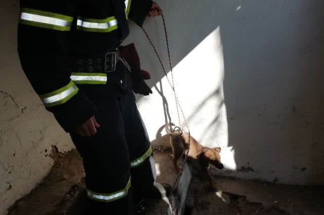 Спасатели Николаевщины достали щенка из ямы