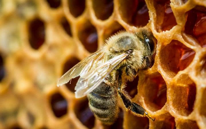 Николаевцев учили лечить болезни и отравления пчел