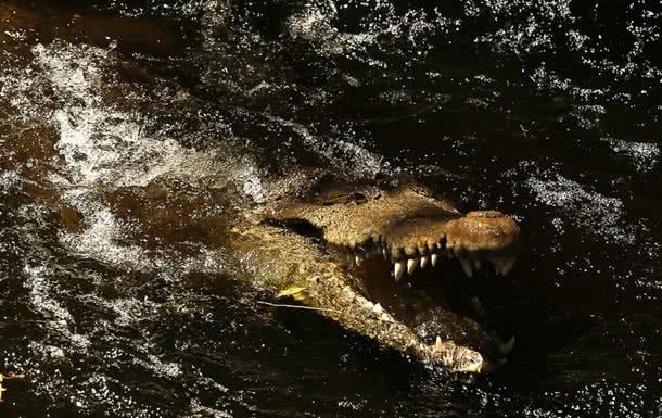 Крокодил-людоед плавал с телом в пасти — видео