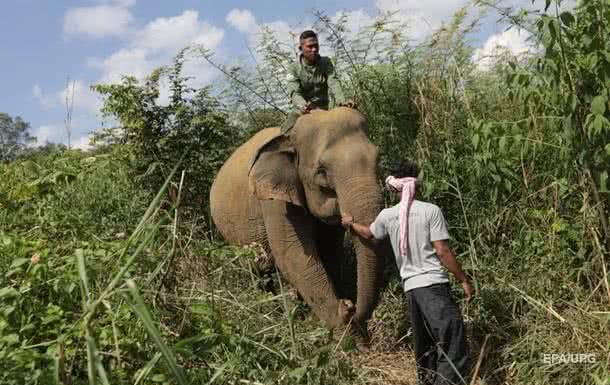 В Индии слон насмерть затоптал пять человек