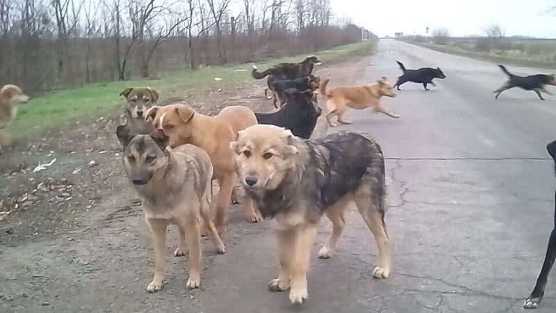 Появилось видео, как бродячие собаки бегают стаями по улицам Николаева