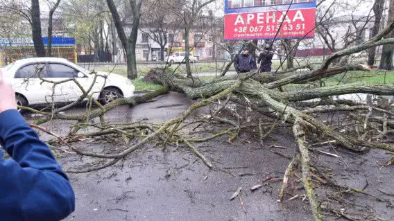 Упавшее дерево заблокировало движение по улице Чкалова