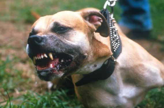 У николаевца суд отобрал собаку, которая укусила прохожего