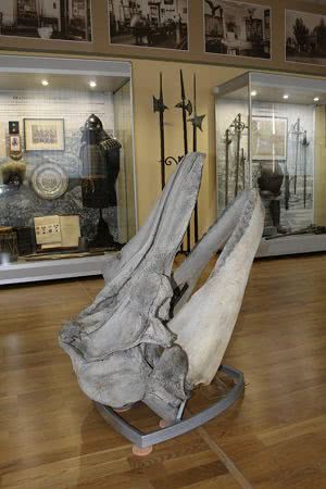 Спустя сорок лет в экспозицию николаевского музея таки попал череп касатки