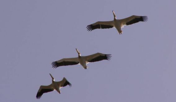 На Кинбурнскую косу вернулись пеликаны