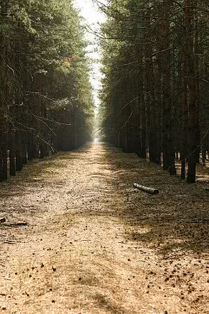 1752 гектара леса официально вырубили в Николаевской области в 2018 году