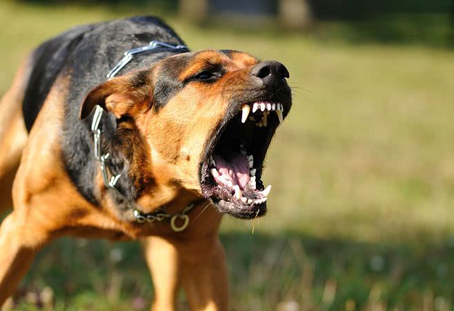 Паразит, убивающий собак, передается жителям Николаева