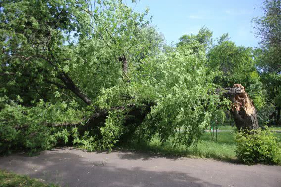 В Николаеве в сквере дерево упало на двух человек