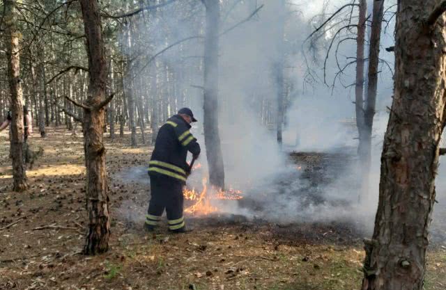 В Балабановском лесном урочище из-за поджога горела хвойная подстилка