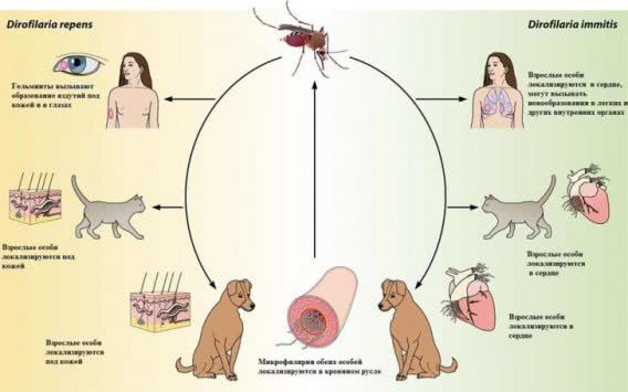 Об эпидемии дирофиляриоза в Николаеве заявил директор «Центра защиты животных»