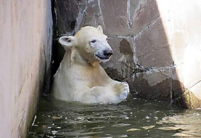 Николаевский зоопарк обменяет белого медведя на слона и жирафа
