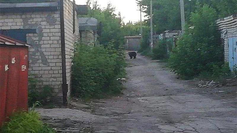 Медведица сбежала из гаража и покусала прохожих