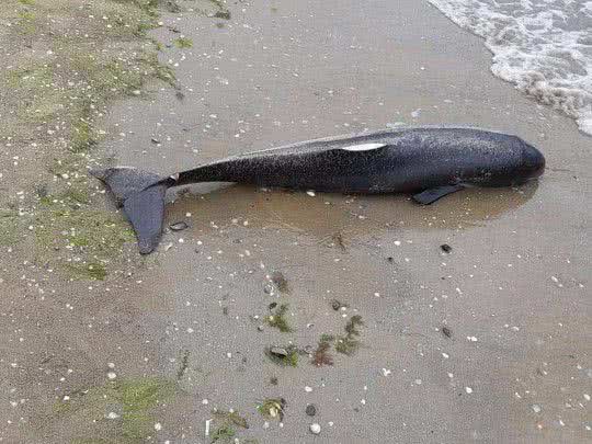 Отдыхающие возмущены: с пляжа несколько дней не могут убрать труп дельфина