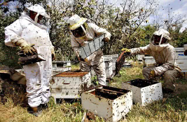 Пчеловоды из Николаева собираются участвовать в проекте Евросоюза