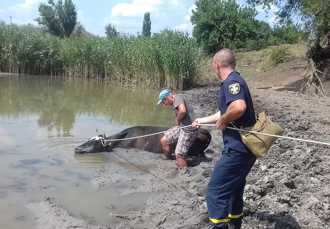 Рятувальники Врадіївщини витягли із багнюки корову