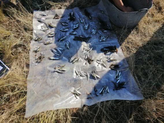 В Березанском лимане браконьер наловил рыбы и креветок почти на 29 тысяч гривен