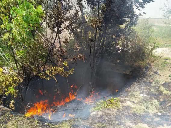 В Николаевской области за сутки выгорело 28 гектаров сухостоя