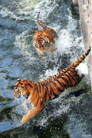 В Николаевском зоопарке родился амурский тигренок