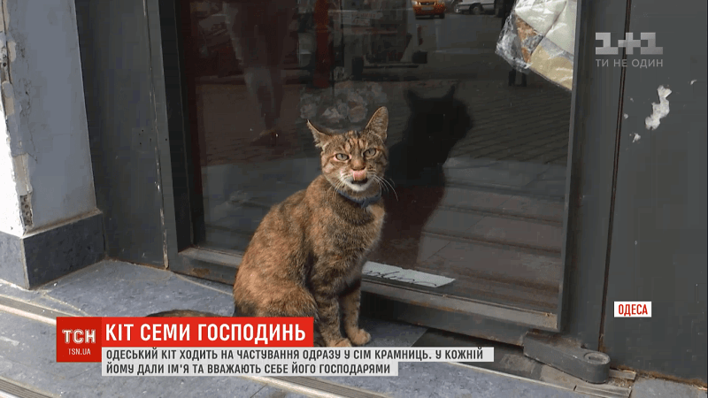 В Одессе кот ходит на угощение сразу в 7 магазинов