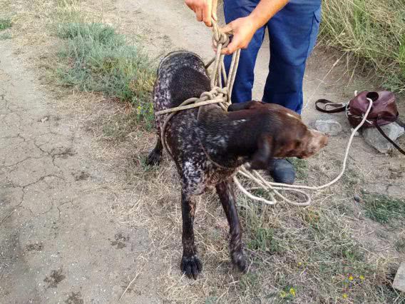 В Черноморке охотничьего пса доставали из колодца
