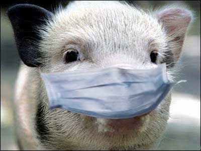 Подтвердилось, что в Доманевском районе свиньи пали от африканской чумы
