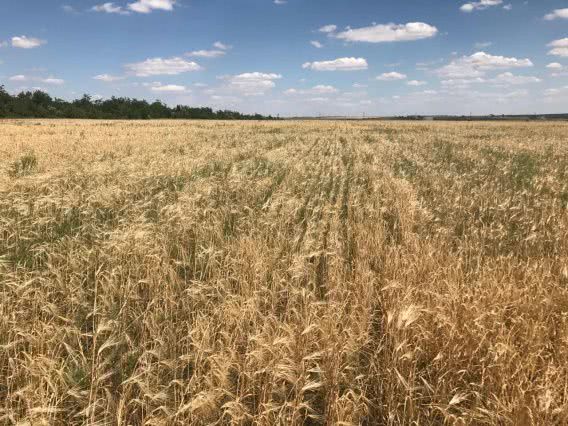 На Николаевщине селяне захватили 28 гектаров земли и засеяли ее пшеницей