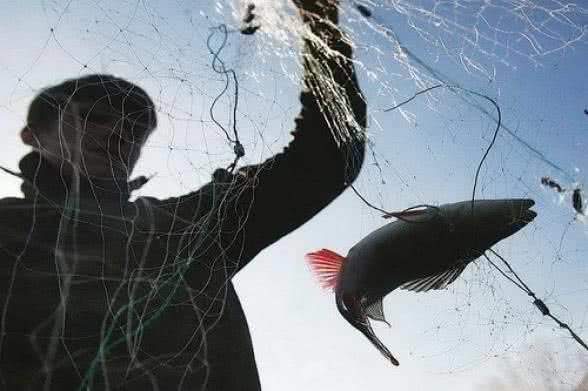 Николаевские браконьеры возместят государству ущерб, нанесенный рыбным запасам