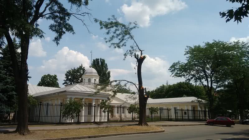 В центре Николаева изуродовали деревья