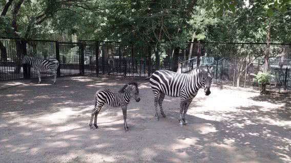 В Николаевском зоопарке родился зебренок Пуча