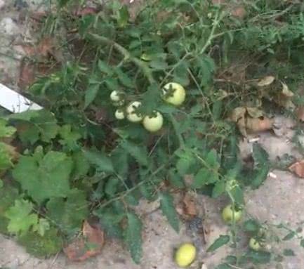Спасибо за урожай: в Николаеве прямо на проезжей части зреют помидоры и растет виноград (видео)