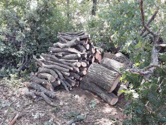 С согласия лесничего под Первомайском браконьеры спилили 71 дуб