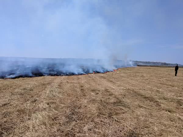 Виноградники, очерети, мисливські угіддя: На Миколаївщині вигоріло 42, 4 га відкритих територій