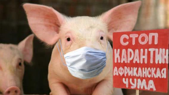 В Первомайске объявили карантин из-за африканской чумы свиней