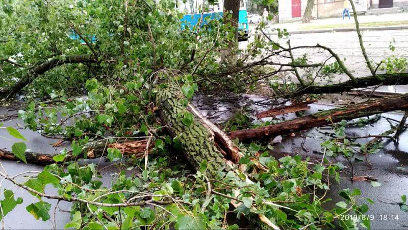 В Николаеве сломанное дерево перегородило проезд