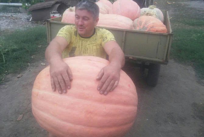 Тыкву весом более 60-ти кг вырастили в Украине