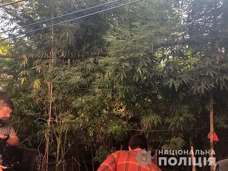 Полицейские изъяли у николаевца каннабис и 70 кустов конопли, которые он выращивал в собственном дворе
