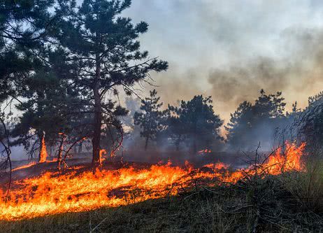 На Николаевщине горел лесной массив
