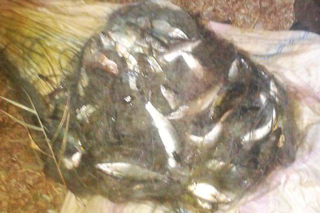 В Очаковском районе патрульные поймали браконьера с 10 кг рыбы на 80 тыс. грн.