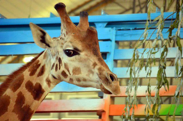 В Николаевском зоопарке в воскресенье гостям покажут только жирафа Нуру в зимнем вольере, Логан пока на карантине