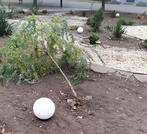 В Николаеве сломали дерево – жители в ярости