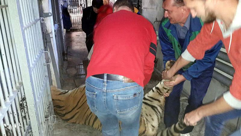 Амурский тигр переехал из Николаевского зоопарка в Одесский