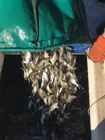 Карп, толстолобик, белый амур: все о рыбалке на этих видов рыб