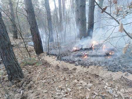 В Врадиевском районе горел лес