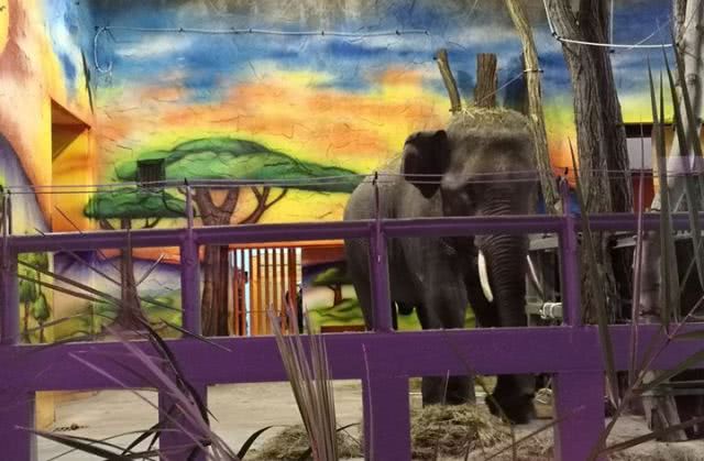 Слоны из Европы прибыли в Николаевский зоопарк: Динкар пока на карантине, а вот на Шанти уже можно посмотреть